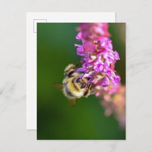 Biene Postkarte (Vorne/Hinten)