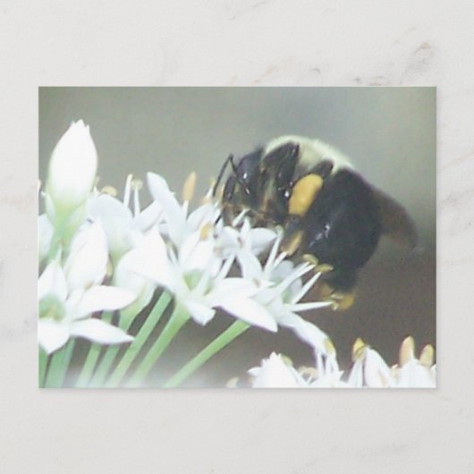 Biene Postkarte (Vorderseite)