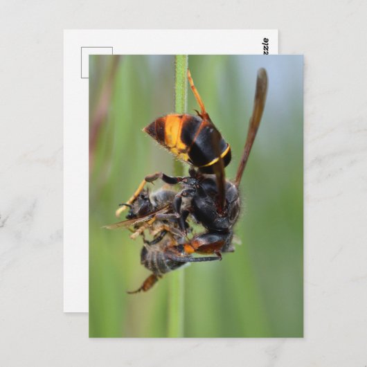 Biene Postkarte (Vorne/Hinten)