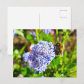 Biene Postkarte (Vorne/Hinten)