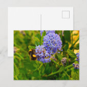 Biene Postkarte (Vorne/Hinten)