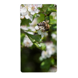Biene sammelt Pollen