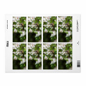 Biene sammelt Pollen (Vorne)