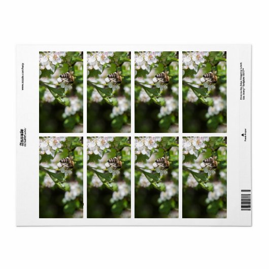 Biene sammelt Pollen (Vorne)