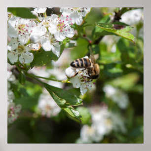 Biene sammelt Pollen Poster