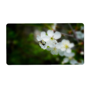 Biene sitzt auf einer weißen Blume