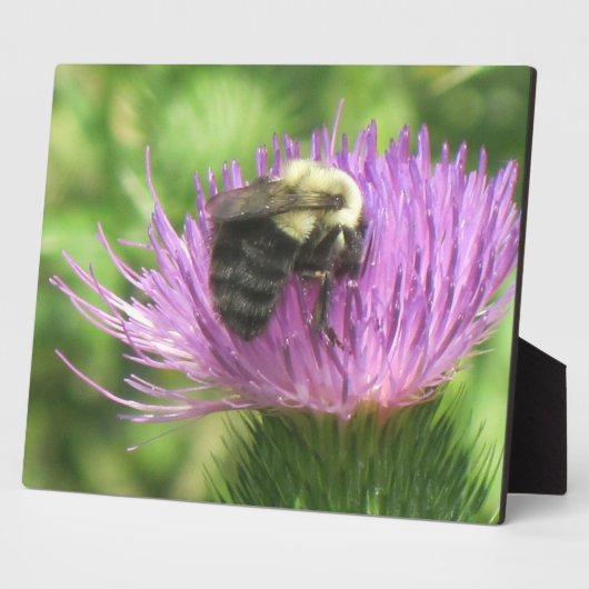 Biene & Thistle Plaque Fotoplatte (Seite)