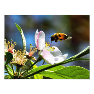 Biene u. weiße Blumen-Fotografie Fotodruck