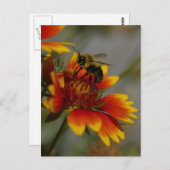 Biene und Blume Postkarte (Vorne/Hinten)