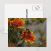 Biene und Blume Postkarte (Vorne/Hinten)