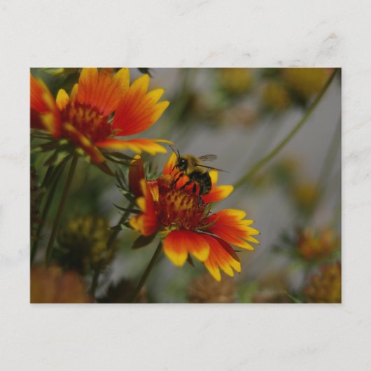 Biene und Blume Postkarte (Vorderseite)