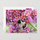 Biene und Buddleia Postkarte (Vorne/Hinten)