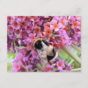 Biene und Buddleia Postkarte