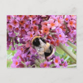 Biene und Buddleia Postkarte (Vorderseite)