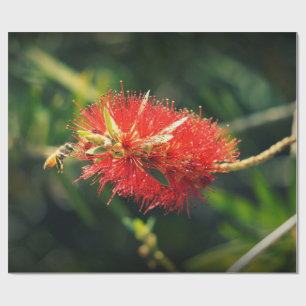 Biene und ein Bottlebrush Geschenkpapier
