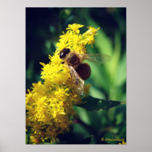 Biene und Goldenrod Poster