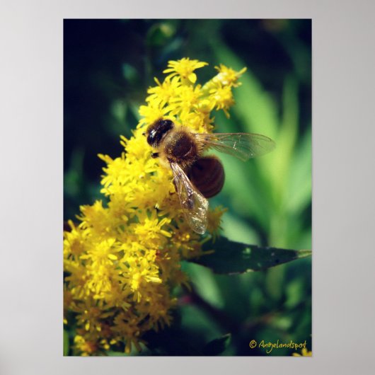 Biene und Goldenrod Poster (Vorne)