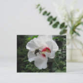 Biene und Rose Sharon Postcard Postkarte (Stehend Vorderseite)