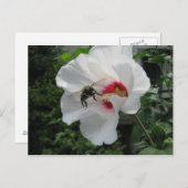 Biene und Rose Sharon Postcard Postkarte (Vorne/Hinten)