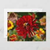 Biene und Rote Zinnia-Postkarte Postkarte (Vorne/Hinten)