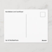 Biene und Sonnenhut  Postkarte (Rückseite)