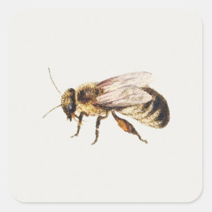 Biene vom Studienblatt von neun Insekten Quadratischer Aufkleber
