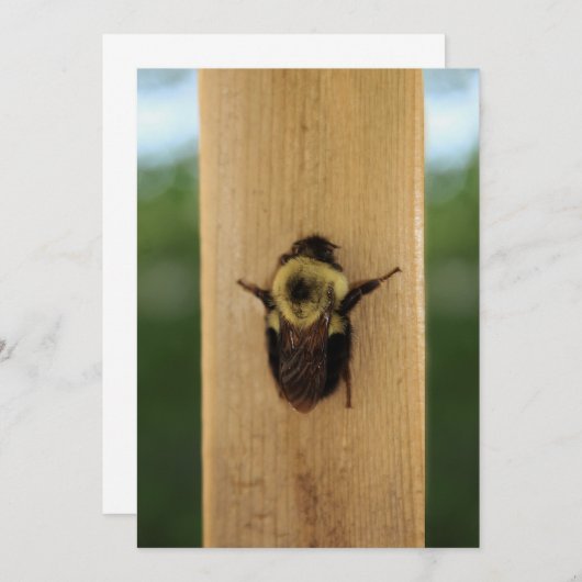 Biene-zilla Einladung (Vorne/Hinten)