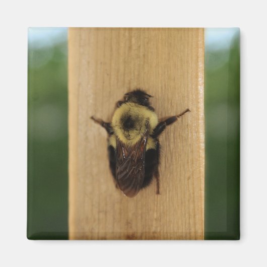 Biene-zilla Magnet (Vorne)