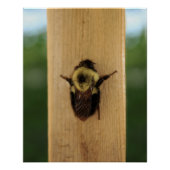 Biene-zilla Poster (Vorderseite)