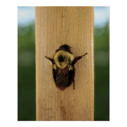 Biene-zilla Poster (Vorderseite)