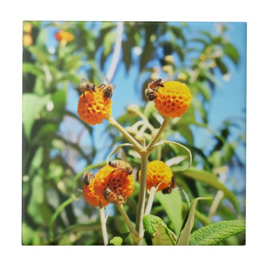 Bienen am Arbeitsplatz Keramik Tile Fliese (Vorderseite)