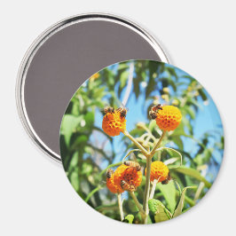 Bienen am Arbeitsplatz Magnet