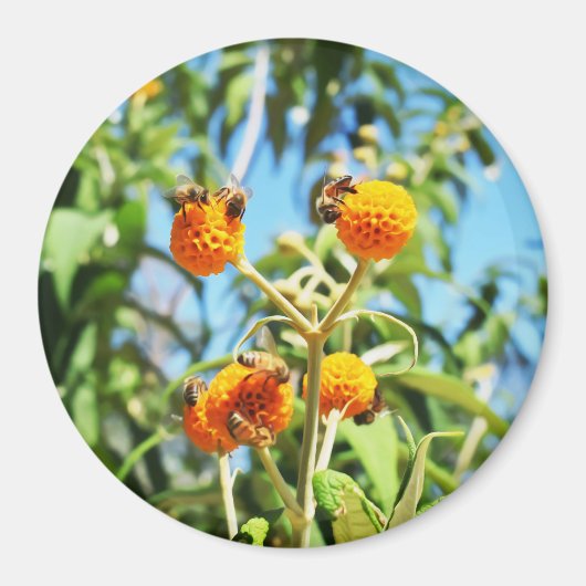 Bienen am Arbeitsplatz Magnet (Vorne)