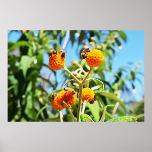 Bienen am Arbeitsplatz Poster (Vorne)