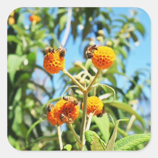 Bienen am Arbeitsplatz Quadratischer Aufkleber (Vorderseite)