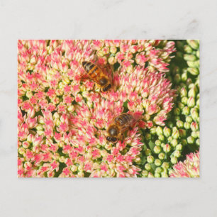 Bienen auf dem See Herbst Joy. Postkarte