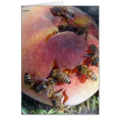 Bienen auf einem Pfirsich (Vorne)