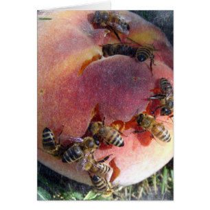 Bienen auf einem Pfirsich