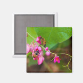 Bienen auf Korallenreben-Blume Magnet (Vorderseite/Rückseite)