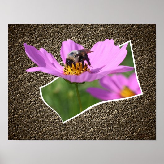 Bienen auf Kosmos-Blume aus Rahmen Poster (Vorne)