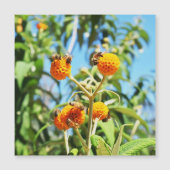 Bienen bei der Arbeit Magnetkarte (Vorderseite)