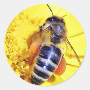 Bienen Blumen Pollen Runder Aufkleber