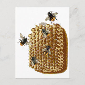 Bienen-Druck, Honigwaben-Illustration, Vintage Postkarte