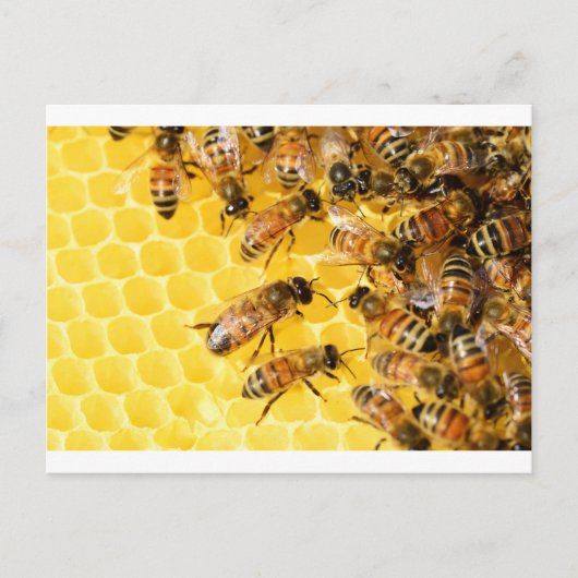 Bienen Hive Honey Comb Sweet Dessert Yellow Postkarte (Vorderseite)
