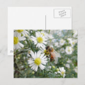 Bienen Honey Bee Wildblumen Blume Foto Postkarte (Vorne/Hinten)