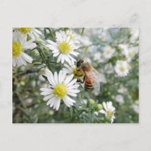 Bienen Honey Bee Wildblumen Blume Foto Postkarte