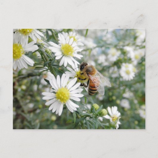 Bienen Honey Bee Wildblumen Blume Foto Postkarte (Vorderseite)