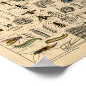 Bienen Honey Bees Wasps Nests Karte | Poster (Ecke)