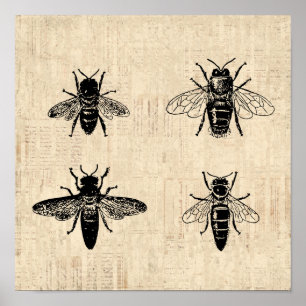 Bienen Illustration Antique Biene Art Vintages Des Poster