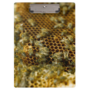 Bienen im Bienenstock, Western Cape, Südafrika Klemmbrett